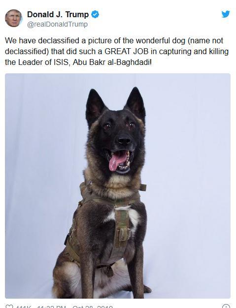 ستایش ترامپ از سگ آمریکایی زخمی در عملیات شکار بغدادی(