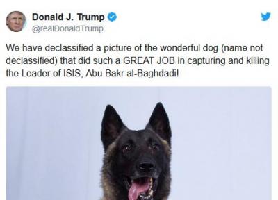 ستایش ترامپ از سگ آمریکایی زخمی در عملیات شکار بغدادی(