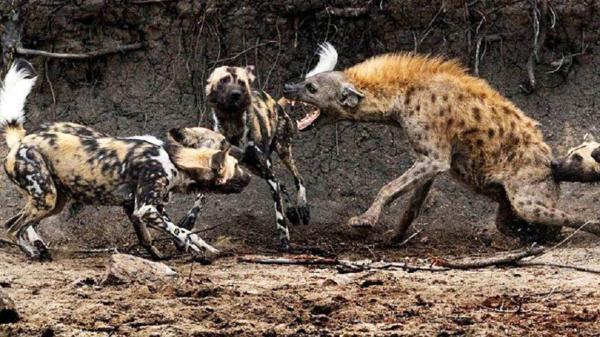 شکست کفتارها در جنگ با سگ های وحشی شکست کفتارها در جنگ با سگ های وحشی