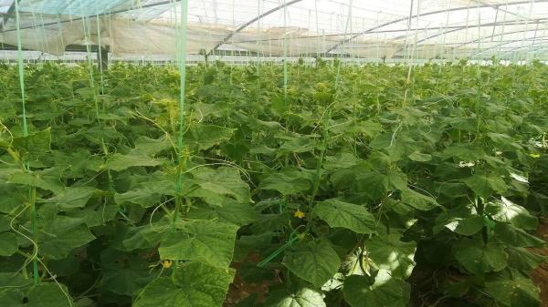برداشت خیار گلخانه ای در ایرانشهر از مرز 9 هزار تن گذشت