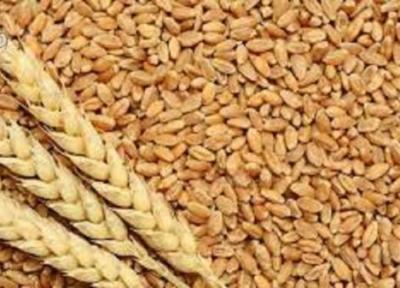 تامین بذر گندم برای اجرای طرح جهش فراوری دیم زار ها در قزوین